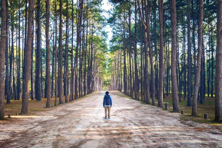 Exploring the Forest Bathing Tradition in Different Cultures